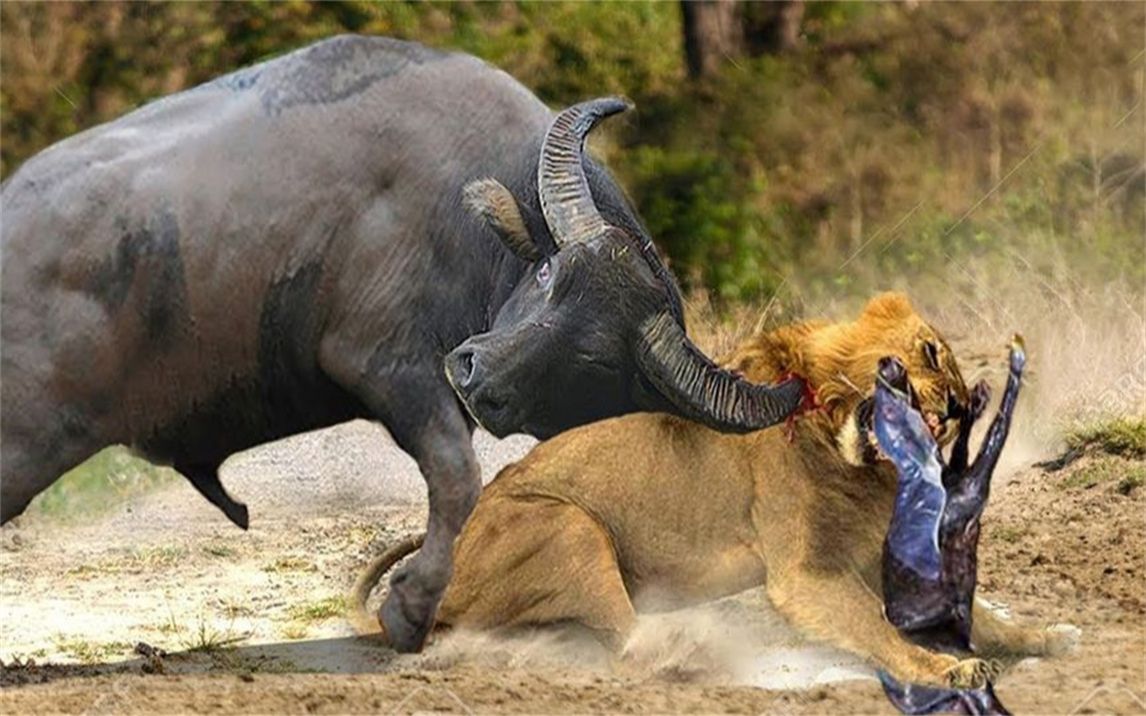 FB体育平台-水牛城队连胜大象,壮大优势