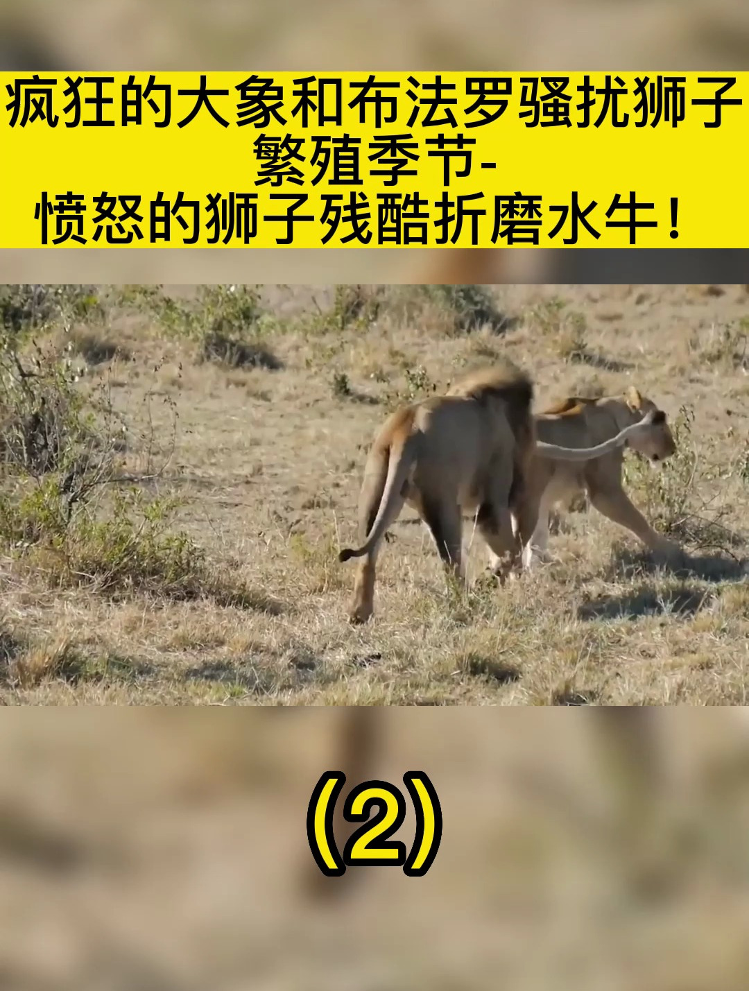 水牛城队连胜大象,壮大优势 水牛城队连胜大象,壮大优势